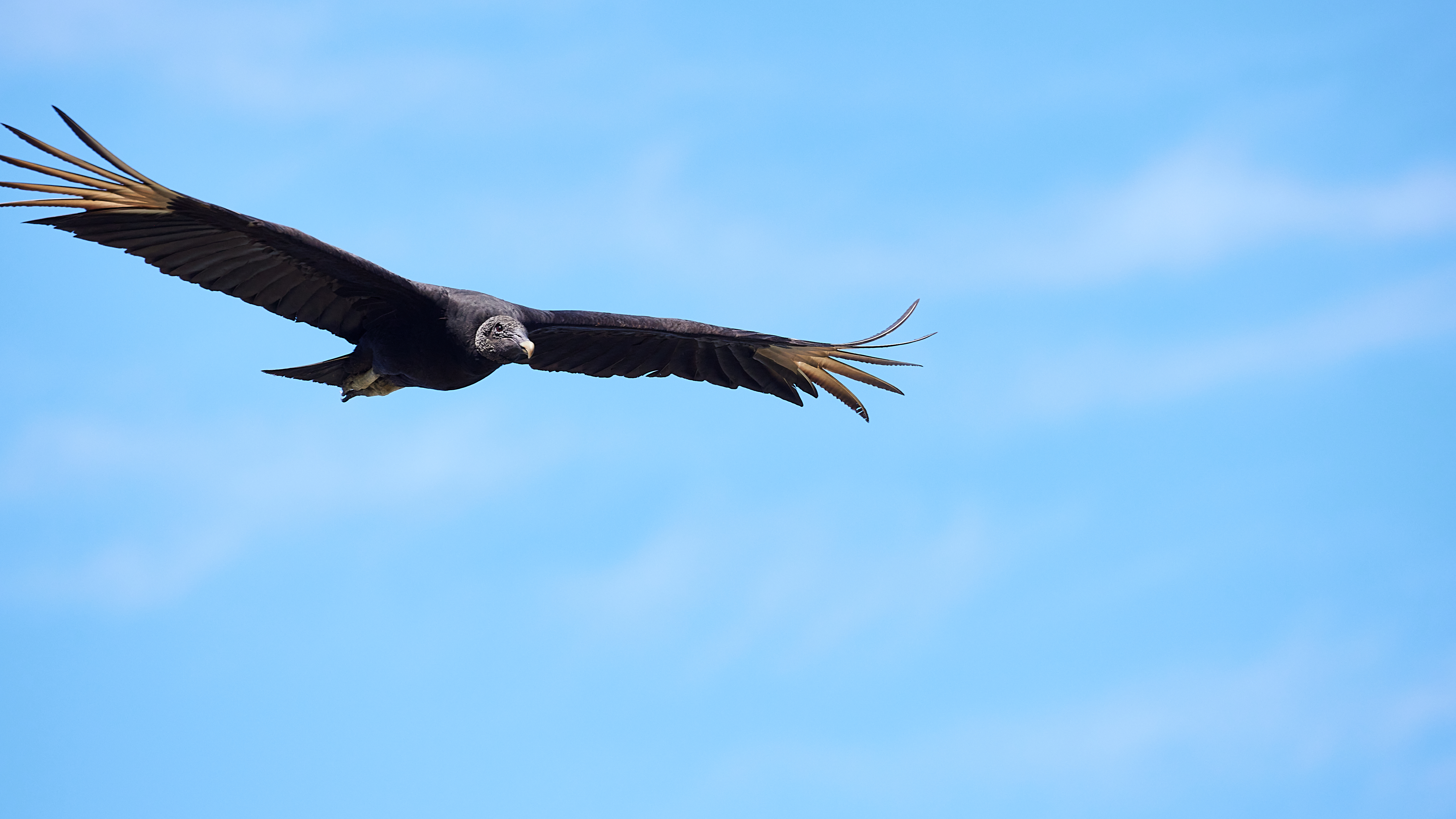 Black vulture, ubiquitous, hunts at great heights by sight - image 19